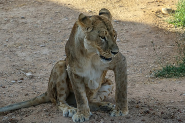 Wild animal brown african lion  in Al Ain zoo, Safari Park, Al Ain, United Arab Emirates