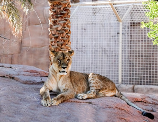 Wild animal brown african lion  in Al Ain zoo, Safari Park, Al Ain, United Arab Emirates