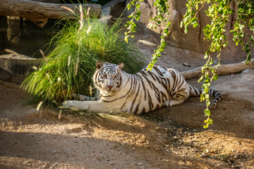 Beautiful wild animal Bengal white tiger (bleached tiger), in Al Ain  Zoo, Safari Park, Al Ain,...