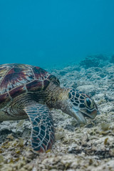 Obraz premium Close up view of a green sea turtle feeding on a sea grass. Green sea turtles are herbivores. The jaw is serrated to help the turtle easily chew seagrasses and algae, its primary food sources.