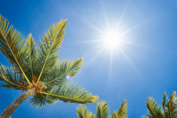 palm leaves against blue sky