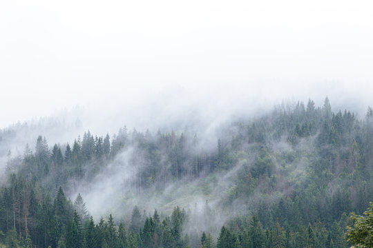 Foggy spruce forest at Carpathian mountains after summer rain. Misty landscape with fir forest in hipster style with copy space. © stone36