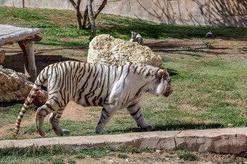 Beautiful wild animal Bengal white tiger (bleached tiger), in Al Ain  Zoo, Safari Park, Al Ain, United Arab Emirates
