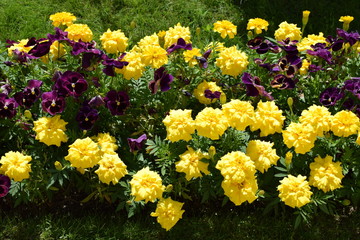 Obraz premium yellow flowers in the garden