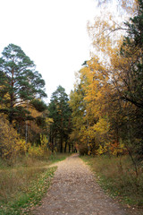 Beautiful autumn landscape on a clear September day in a mixed forest.