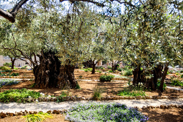 The Gethsemane Olive Orchard, Garden located at the foot of the Mount of Olives, Jerusalem, Israel....