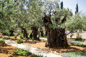 Fototapeta na wymiar The Gethsemane Olive Orchard, Garden located at the foot of the Mount of Olives, Jerusalem, Israel. April 2013