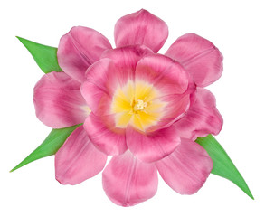 Tulip isolated on white background, top view