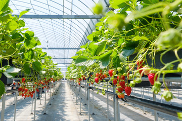 ハウス栽培のいちご　苺　果物　ビニールハウス