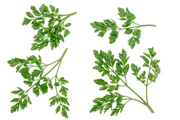 Green leaves of parsley isolated on white, top view