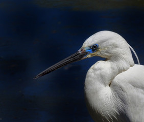 great white egret on blue sky background
