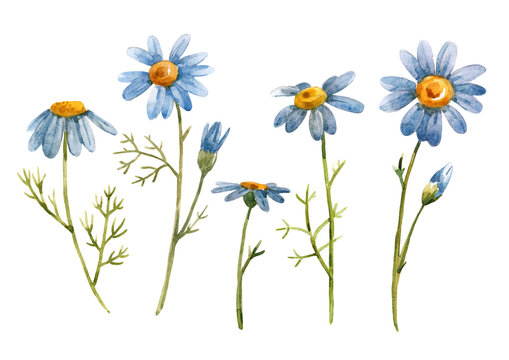 Watercolor blue chamomile daisy flower