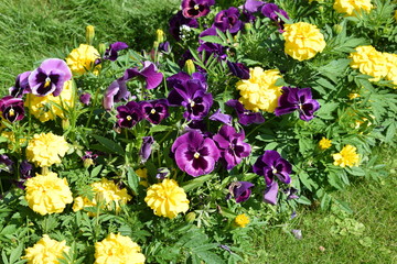 flowers in the garden