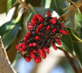 red berries on a branch