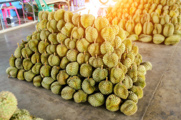 Durian fruit arrange together for sale to market in Thailand.