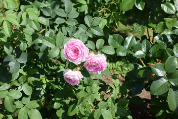pink rose in the garden
