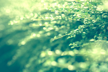 Fototapeta na wymiar Carmona retusa (Vahl.) Masum. Fresh green leaf on blurred greenery background. / Natural green leaves bokeh.