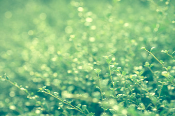 Carmona retusa (Vahl.) Masum. Fresh green leaf on blurred greenery background. / Natural green leaves bokeh.