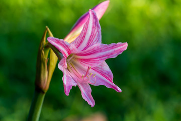 Beautiful flower,Pink flower background of flower.