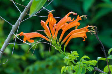 Colorful flower blooming in the field.