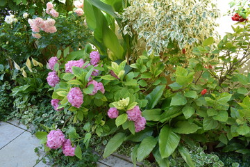 flowers in the garden