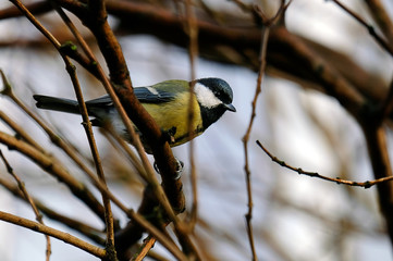 Tit on a branch