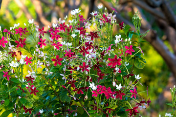 Colorful flower blooming in the field.