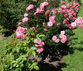 Fototapeta premium flowers in the garden