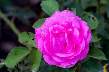 Beautiful flower,Pink flower background of flower.
