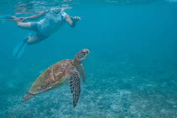 Green sea turtle ascends to the surface to breathe while being followed by a snorkeler.