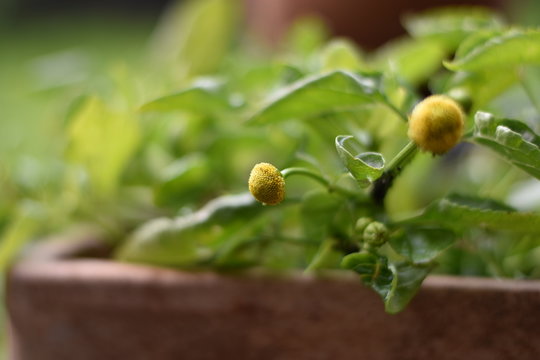 Bl&uuml;ten der Parakresse 'Homer' (Spilanthes oleracea)