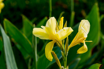 Yellow flower close up at day.