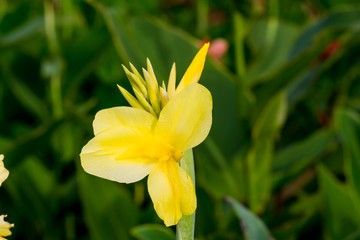 Fototapeta na wymiar Yellow flower close up at day.