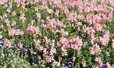 Fototapeta premium purple flowers in the garden