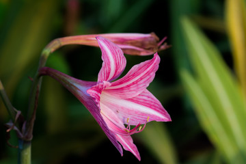 Beautiful flower,Pink flower background of flower.
