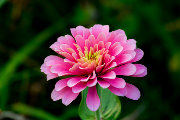 Fototapeta premium Beautiful flower,Pink flower background of flower.