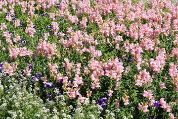 Fototapeta premium purple flowers in the garden