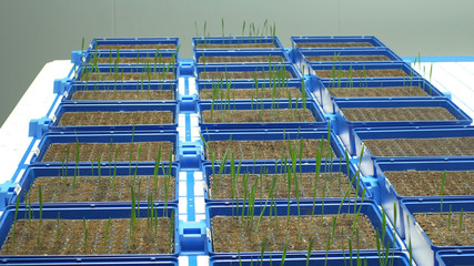 Greenhouse experimental cultivation technologically for scientific research of barley Hordeum vulgare and wheat Triticum durum, genetic science model material, seedlings plant flowerpot