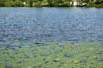 pond with lilies