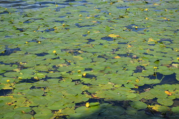 pond with water lilies