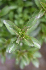 Zitronenminze (Mentha gentilis)