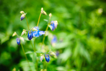 Aquilegia caerulea flower