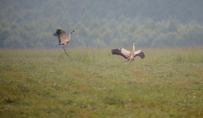stork with baby in the field