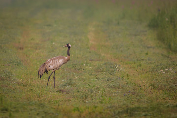 Obraz na płótnie Canvas sandhill crane in grass