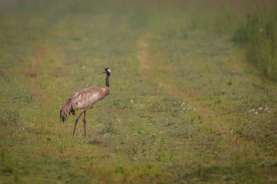 sandhill crane in grass