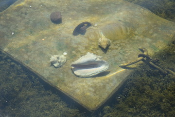 shells at the bottom of the lake