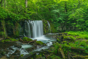 Naklejka na ściany i meble The fresh green of Aomori Prefecture Oirase mountain stream