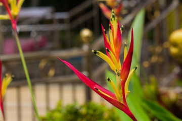 Colorful flower blooming in the field.