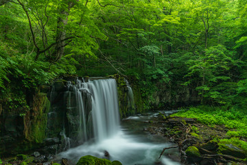 Obraz premium The fresh green of Aomori Prefecture Oirase mountain stream