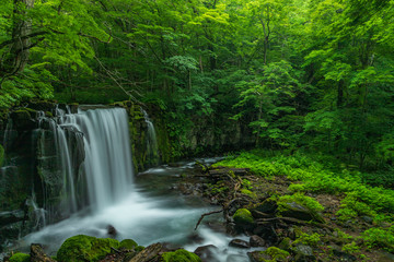 The fresh green of Aomori Prefecture Oirase mountain stream